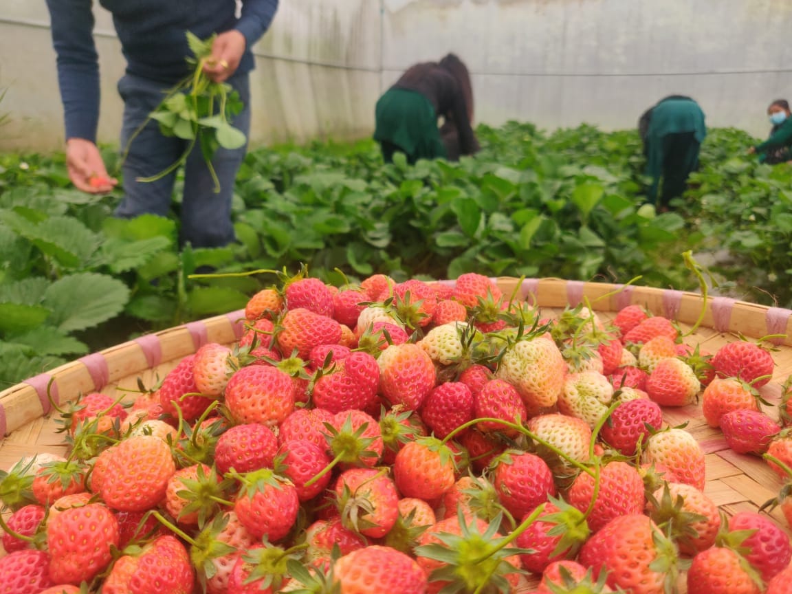Diploma in Agriculture( Plant Science)